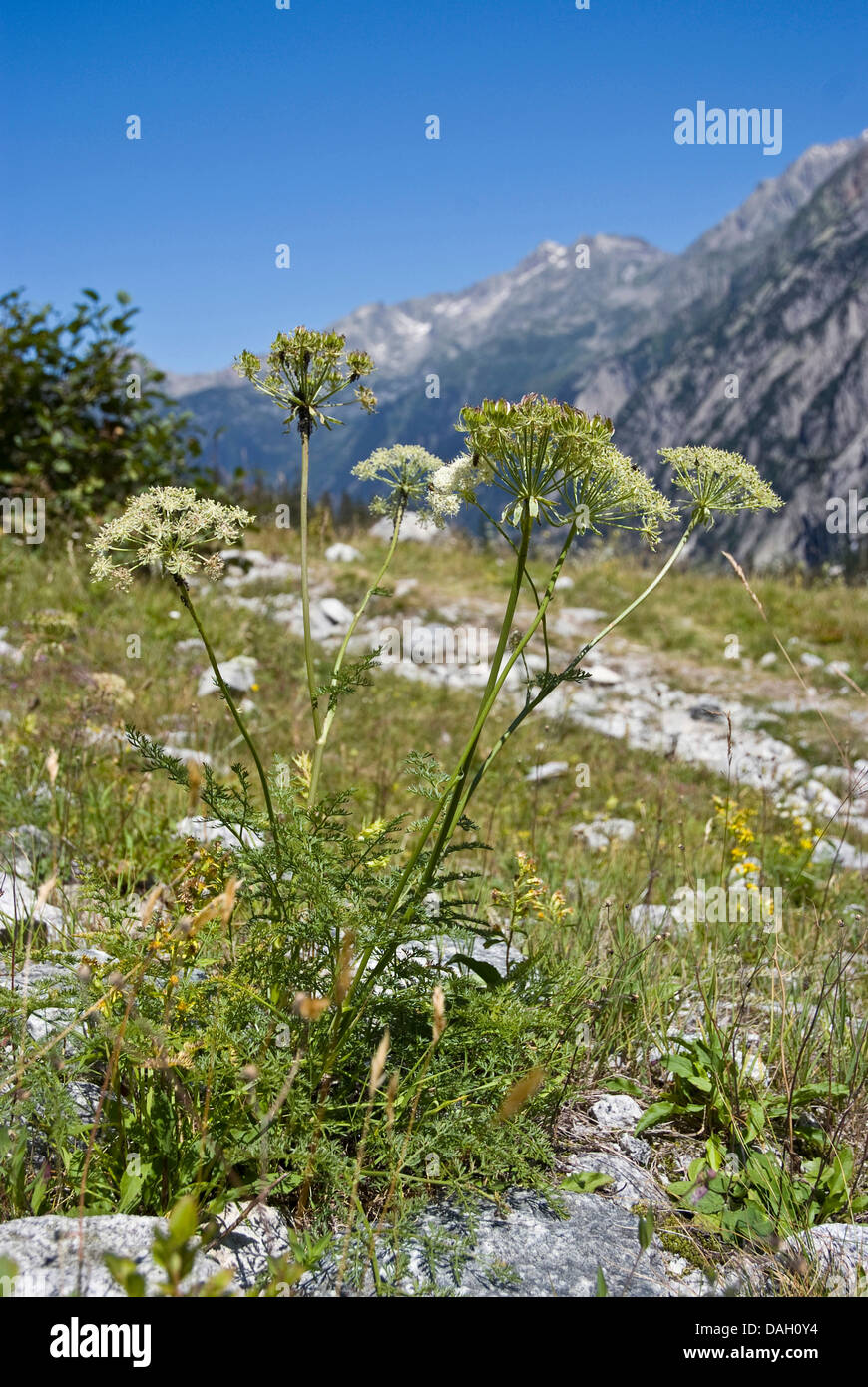 Haller`s Laserwort (Laserpitium halleri), blooming in a mountain meadow, Switzerland, Grimseltal Stock Photo